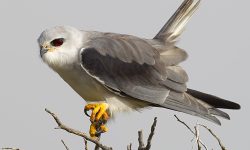 ثبت یک رکورد جدید پرنده در لرستان