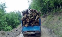 قاچاق چوب، بلای جان جنگل‌‌های زاگرس
