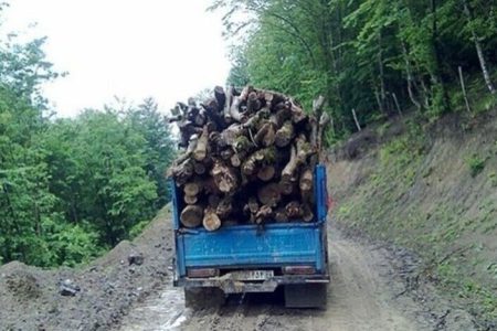 قاچاق چوب، بلای جان جنگل‌‌های زاگرس