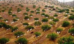 احداث باغ دیم در ۴۷۶ هکتار زمین شیب‌دار و کم‌بازده لرستان