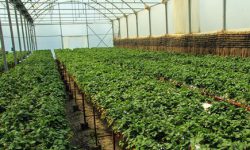 وجود ۷۲ هکتار گلخانه‌ در لرستان/محصولات باغی تجاری سازی شوند
