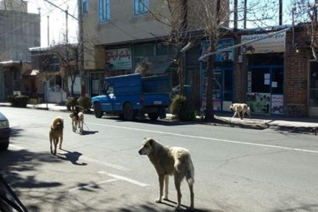 شهرداری‌ها اقدام به ایجاد جان‌پناه برای سگ‌های بلاصاحب کنند