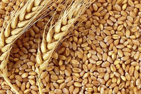 تولید ۸۰ تن بذر پرورشی در سراب چنگایی خرم‌‌آباد