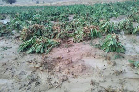 خسارت ۵۸۸ میلیاردی بارندگی اخیر به کشاورزی لرستان