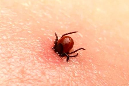 بیماری «تب کریمه کنگو» در لرستان مشاهده نشده است
