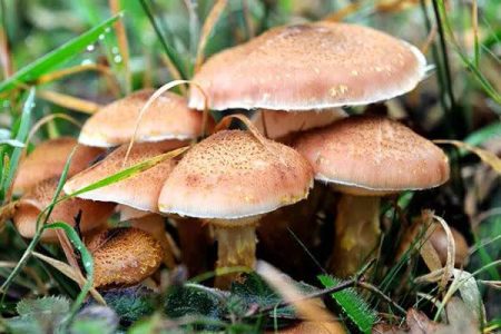 خطر مسمومیت با قارچ‌های طبیعی جدی است