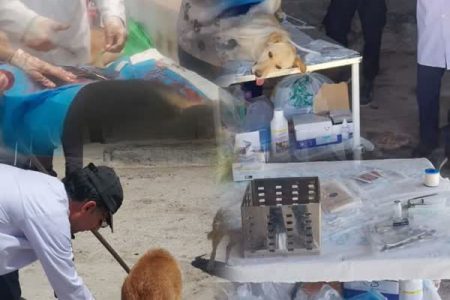 اختصاص ۲ میلیارد تومان برای واکسیناسیون سگ‌های بلا صاحب در خرم‌آباد